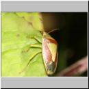 Piezodorus lituratus - Ginster-Baumwanze 01.jpg